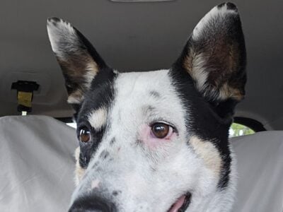 Zoie needs a home
