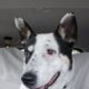 Zoie needs a home