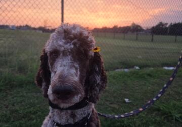 Rehoming 9 mo standard poodle akc reg