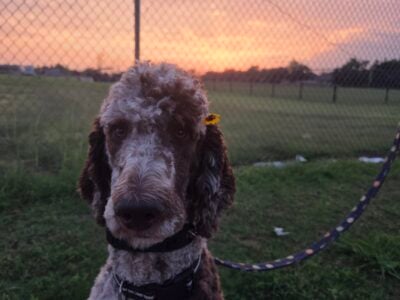 Rehoming 9 mo standard poodle akc reg