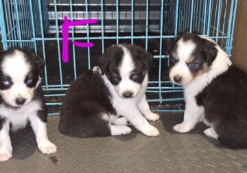 AKC Aussies