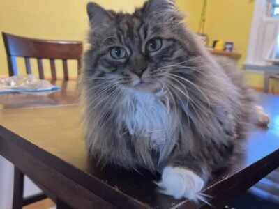 GYPSY LONG HAIR HAIRED TIGER CAT