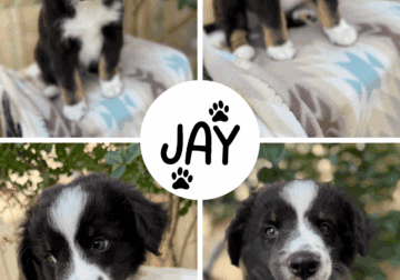 Mini Aussies