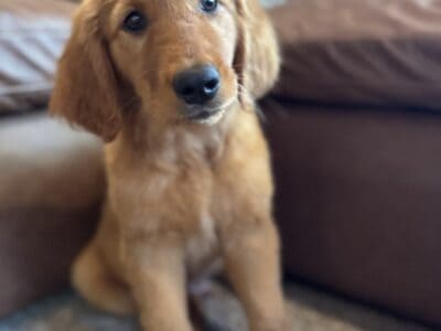 Golden Retriever Male