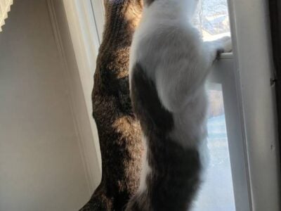 🐾 FREE to a Loving Home – Bonded Kitten Duo 🐾