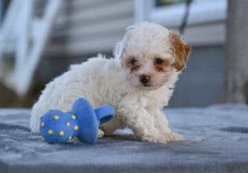 Toy Poodle For Sale Millersburg OH Myla