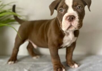 Snickers 8 weeks old