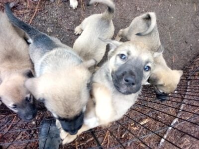 Livestock guardian for sale love’s children