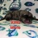 Italian Daniffs 50% Cane Corso 50% Great Dane