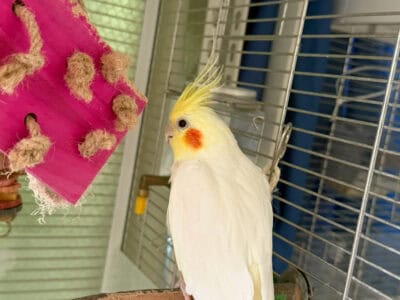 Cockatiels