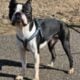 BOSTON TERRIER PUPPIES