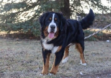 Full AKC Registration – Beau