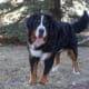 Full AKC Registration – Beau