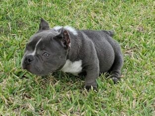 Exotic American Bully male!