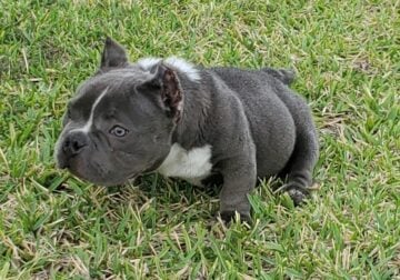 Exotic American Bully male!
