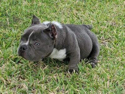 Exotic American Bully male!