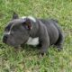 Exotic American Bully male!