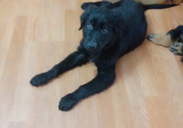 Curly Black the Pirate