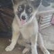 Augoti Husky puppy