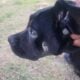 AKC Cane Corso Gentle Giant