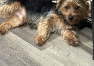 Bently