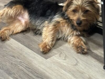 Bently