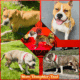 American Staffordshire Terrier Bully UKC/ABR
