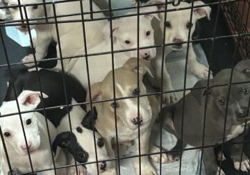 Pitbull puppies