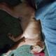 Free Golden Retriever Puppy