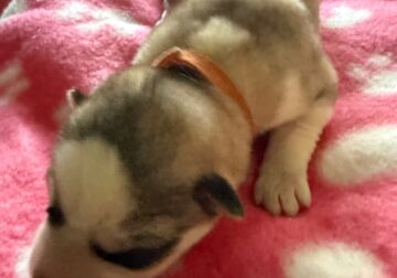 Di Di – Siberian Husky
