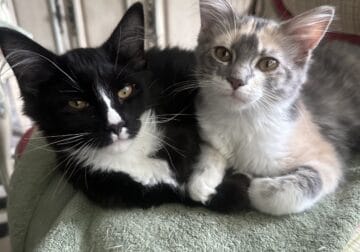 4 month old kittens all fixed