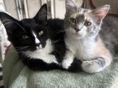 4 month old kittens all fixed