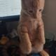 Orange Tabby Kitten