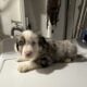 Australian Shepherds for Sale