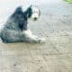 Old English Sheepdog