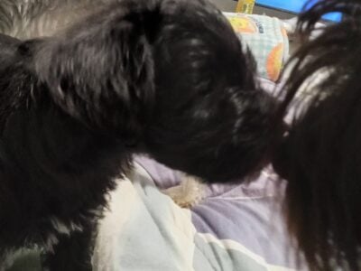Mini schnauzers