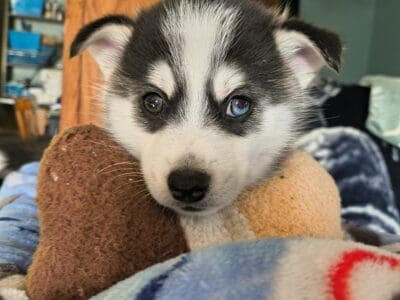 Pomsky puppy Wally