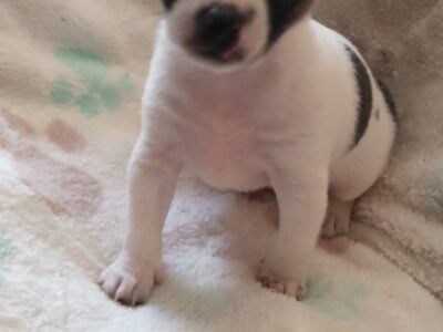 tiny chihuahua puppies