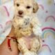 Toy poodles