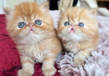 Persian / Himalayan Kittens