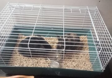 Rabbits