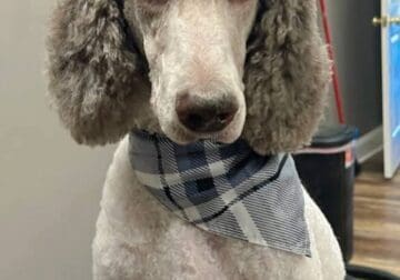 Standard poodles