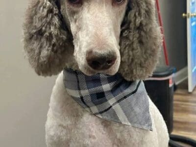 Standard poodles