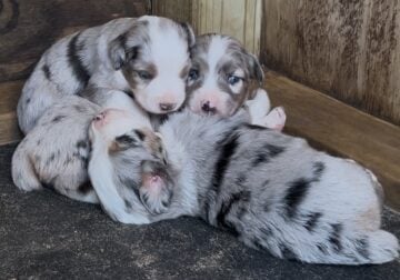 Mini-Aussie Puppies Caldwell, TX
