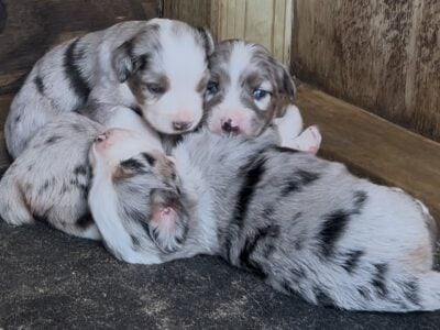 Mini-Aussie Puppies Caldwell, TX