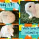 Holland Lop Rabbits