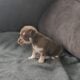 Purebred Chihuhua females