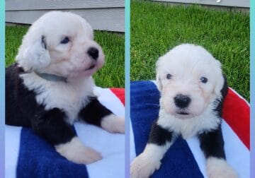 Old English Sheepdog puppies