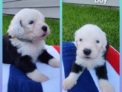 Old English Sheepdog puppies