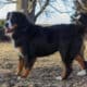 Full AKC Registration – Beau